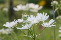 Orlaya grandiflora - white laceflower