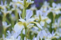 Iris sibirica 'Summer Sky'