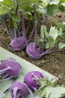 Brassica oleracea var. gongylodes Delikatess Blauer cabbage turnip, summer August