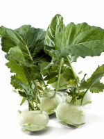 Brassica oleracea var. gongylodes Quickstar F1 white background, turnip cabbage, Summer August