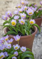 Tulipa saxatilis Bakeri Group 'Lilac Wonder'  AGM in terracotta pots