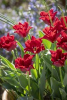 Tulipa 'Red Dress' in a terracotta pot