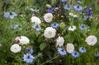 Rosa 'White Pet' syn. 'Little White Pet' with Nigella and Penstemon 'Husker Red'