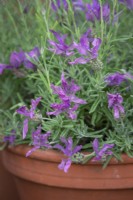 Lavandula stoechas 'Javelin' - French lavender - in a terracotta pot