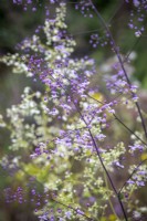 Thalictrum delavayi  and Thalictrum delavayi 'Album' - Chinese meadow rue