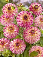 Dahlia Decorative Pure Happiness, summer August