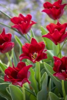 Tulipa 'Red Dress'