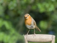 Erithacus rubecula - Robin perched on garden fork handle