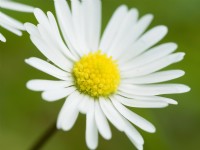 Bellis perennis - Common Daisy