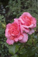 Rosa 'Anniversary'