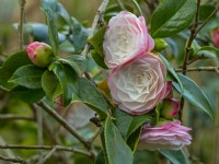 Camellia japonica 'Desire' March Norfolk
