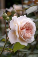 Rosa 'A Shropshire Lad'