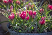 Pots of Tulipa humilis 'Little Beauty' AGM