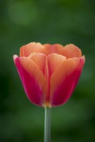 Tulipa 'Time Out'
