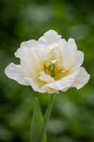 Tulipa 'Silk Road'