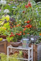 Tomatoes grown in pot and in raised bed.