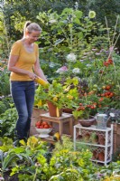 Woman harvesting courgettes 'Atena Polka F1' from pot.