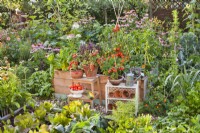 Organic kitchen garden with raised beds and pot grown tomatoes.