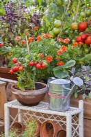Pot grown tomato and watering can on stand.