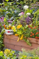 Harvested courgettes and raised bed with courgette 'Atena Polka F1', French marigold, Swiss chard and purple basil.
