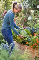 Woman harvesting savoy cabbage.