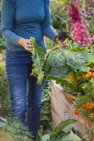 Woman tearing away outer leaves of harvested savoy cabbage.