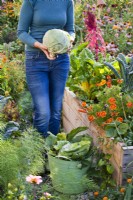 Woman with harvested savoy cabbage.