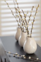 Pussy willow stems in vases on table 