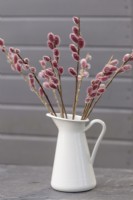 Salix gracilistyla 'Mount Aso' stems in white jug against grey wooden wall - February
