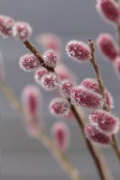 Salix gracilistyla 'Mount Aso' stems against grey background  - February