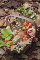 Sussex Trug of Autumn berries, seedheads and flowers amongst autumn leaves