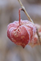 Physalis alkekengi  seed pod with frost