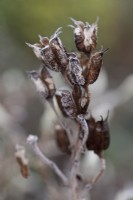 Frost on Aconitum carmichaelii 'Arendsii' seedheads  