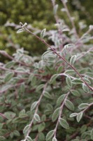 Frost on Cotoneaster salicifolius