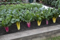 'Health and Relaxation Border' at BBC Gardener's World Live 2021 - Swiss Chard, peppermint and yellow