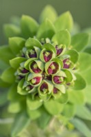 Euphorbia characias 'Black Pearl' leaves and flowers in Spring - March