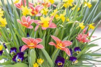 Tulip 'Shakespeare', Narcissus 'Tete a Tete', Crocus 'Romance' and violas flowering in layered container
