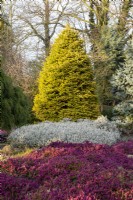 Abies nordmanniana 'Golden Spreader', Erica carnea f. alba 'Ice Princess' and Erica carnea 'Myretoun Ruby' - March, Winter Garden at The Bressingham Gardens, Norfolk.