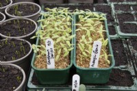 'Gardener's Delight' tomato and aubergine 'Genie' seedlings grow through a layer of vermiculite in a small commercial nursery. Spring. 