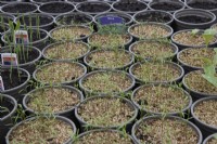 Dill seedlings sprout through a vermiculite covering in a small commercial nursery. Spring.