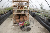 A trolley of flowering primroses sits in front of a display of plant pots in a commercial nursery within a poly tunnel selling plants. Spring.