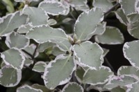 The variegated foliage of Pittosporum 'Garnettii' with pink tinges. Spring. Close up.