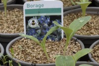 Borage seedlings, with a label indicating good for pollinators, grow thorough a layer of vermiculite. Spring. 