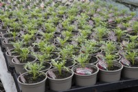 Argyranthemum 'Madeira Double Red' seedlings in a commercial nursery. Spring. 