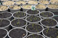 Leek seedlings sprout in pots in a  small commercial nursery. Spring