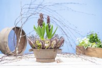 Hyacinth nest display