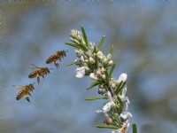 Apis mellifera - Honeybee flight sequence on Rosmarinus officinalis - Rosemary