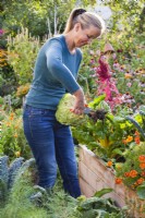 Woman cutting stem from harvested savoy cabbage using secateurs.