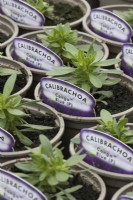 Young Calibrachoa 'Conga Blue' plants in small plant pots in a  commercial nursery. Spring. 