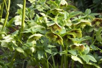 Helleborus x hybridus - Ashwood Garden Hybrid